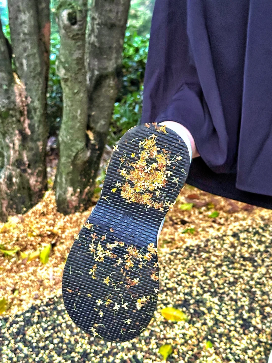 不要去满觉陇了！滨江也有绝美的桂花大道！