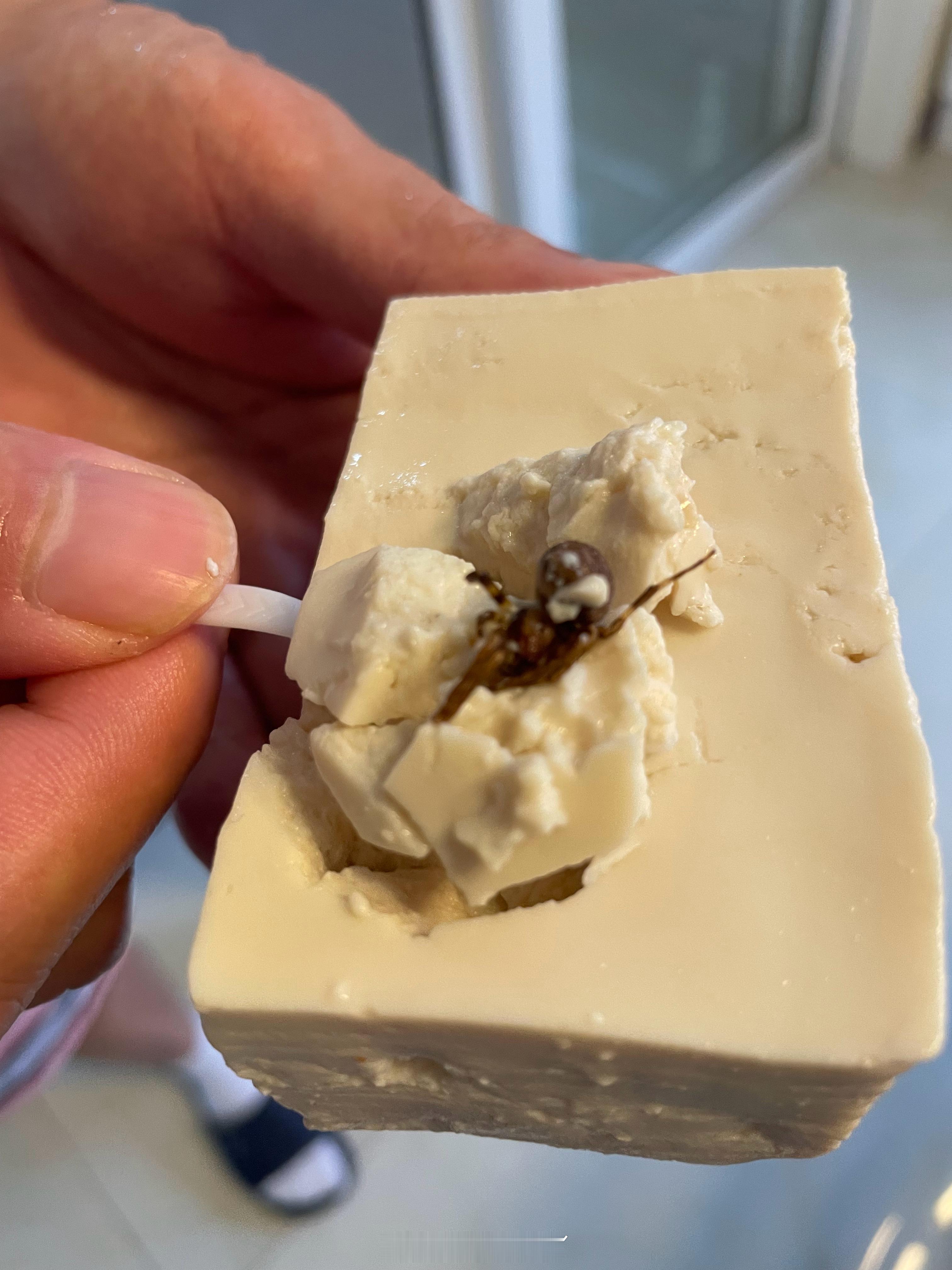 在菜市场买的豆腐，卧槽！！！一个巨巨巨大的蜘蛛！那这年头生物都变异了吧！这么大的