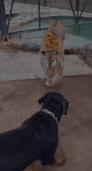 怎么也没想到，全球排名前十的猛犬罗威纳在老虎面前连一招都接不住，老虎和罗威纳同时