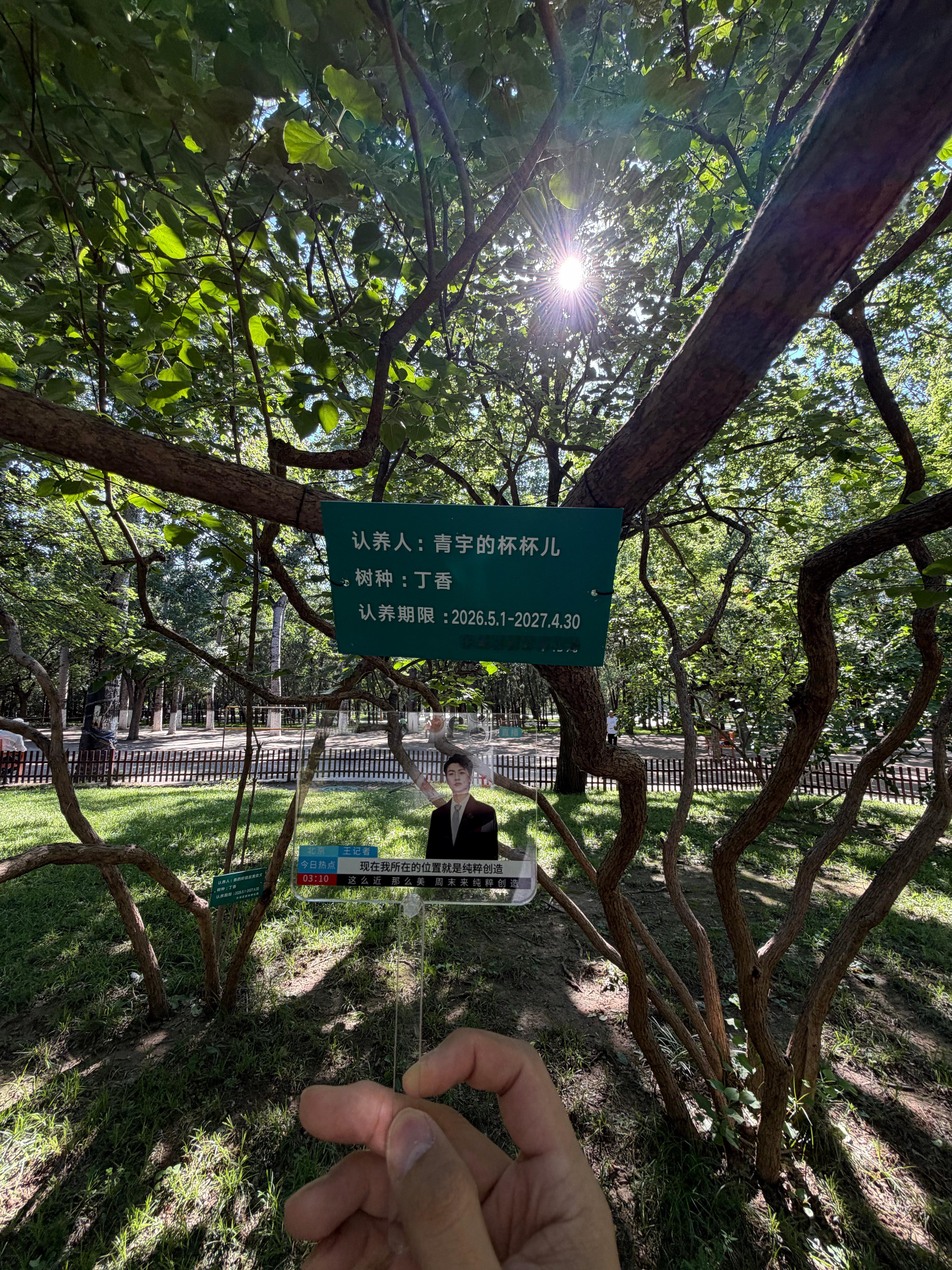 青宇  地坛公园-杯杯的树🌲（丁香 