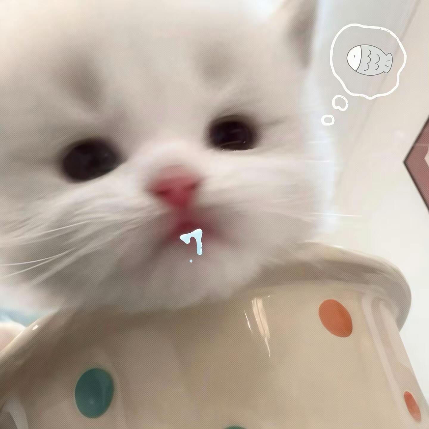 我沉思了一虾虾...我明白了，我也许是一只小猫咪 
