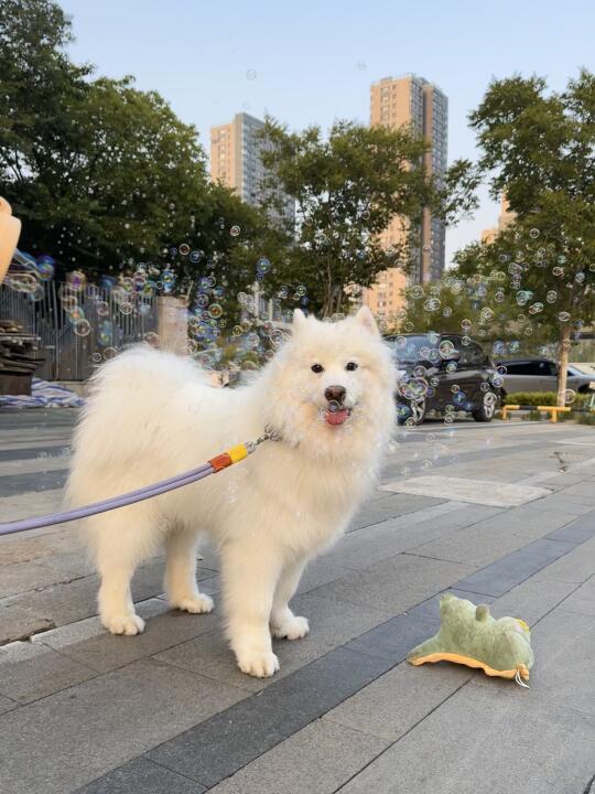 大家是不是也把狗狗当成小孩宠！