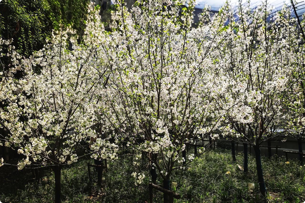 武汉后襄河公园
在武汉的城市脉络里，后襄河公园似灵动诗章。它是喧嚣中静谧圣地，值