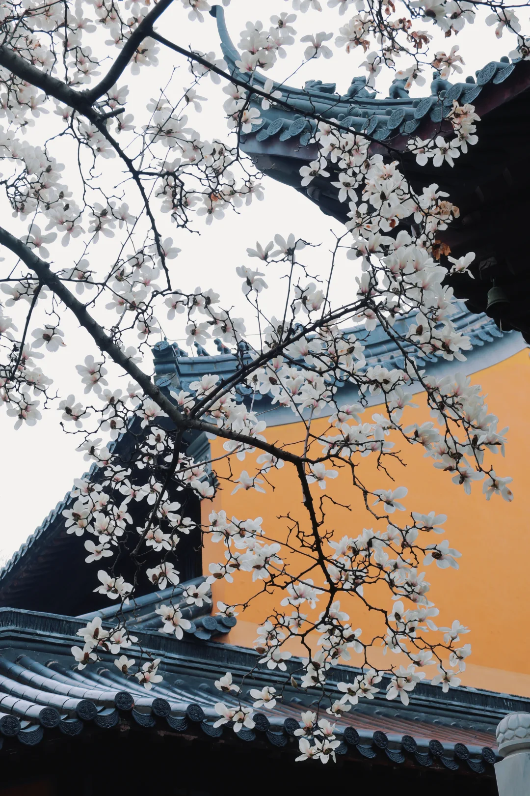 3.11实拍，灵谷寺雨中的玉兰也很美