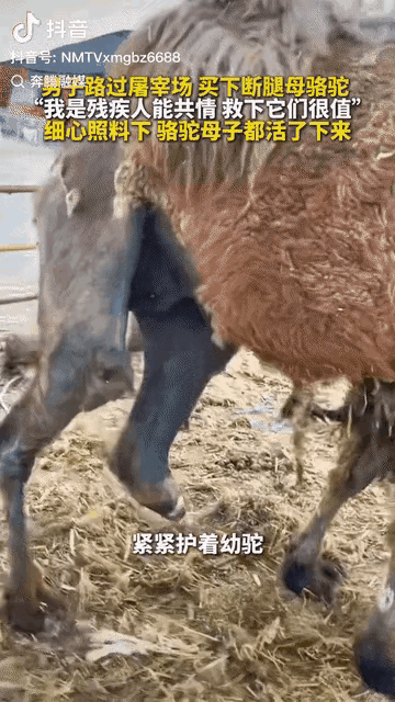 鄂尔多斯，一男子看到一断了腿的母骆驼将要被宰杀，旁边还站着小骆驼，母骆驼虽然身体