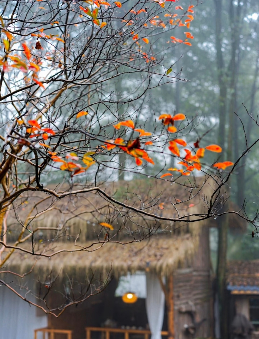 “  空山新雨后，天气晚来秋 ... ” ​​​