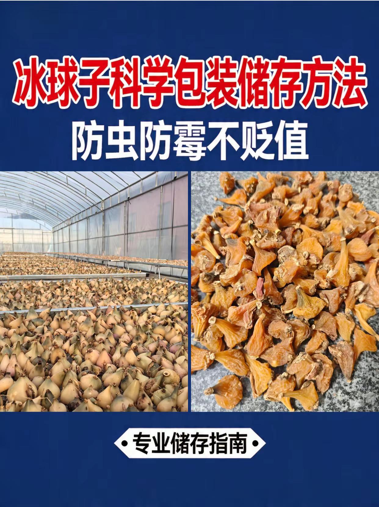冰球子科学包装存储方法！。冰球子种植