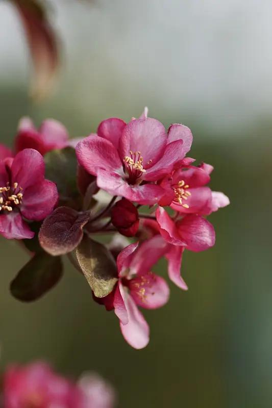 3月27号，正是春日追花的好时候！就拿武清来说，今年三月气温偏高、光照足，各类花