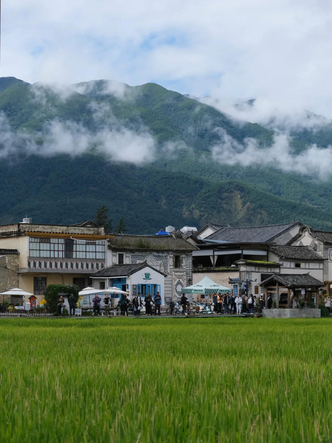 大理旅行｜喜洲稻田也太美了🌾附游玩攻略