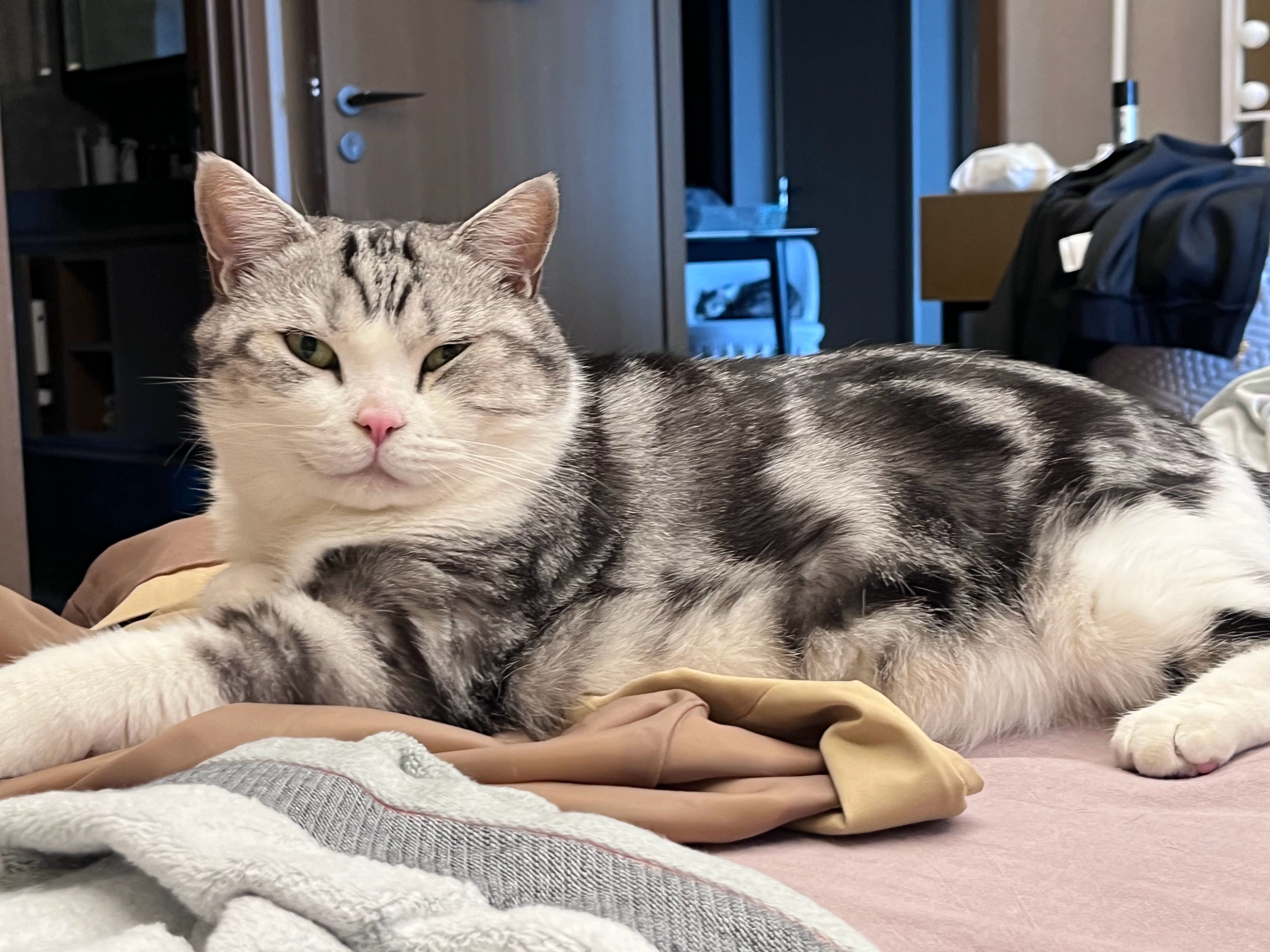 屑猫睡觉 #河野華[超话]# ​​​