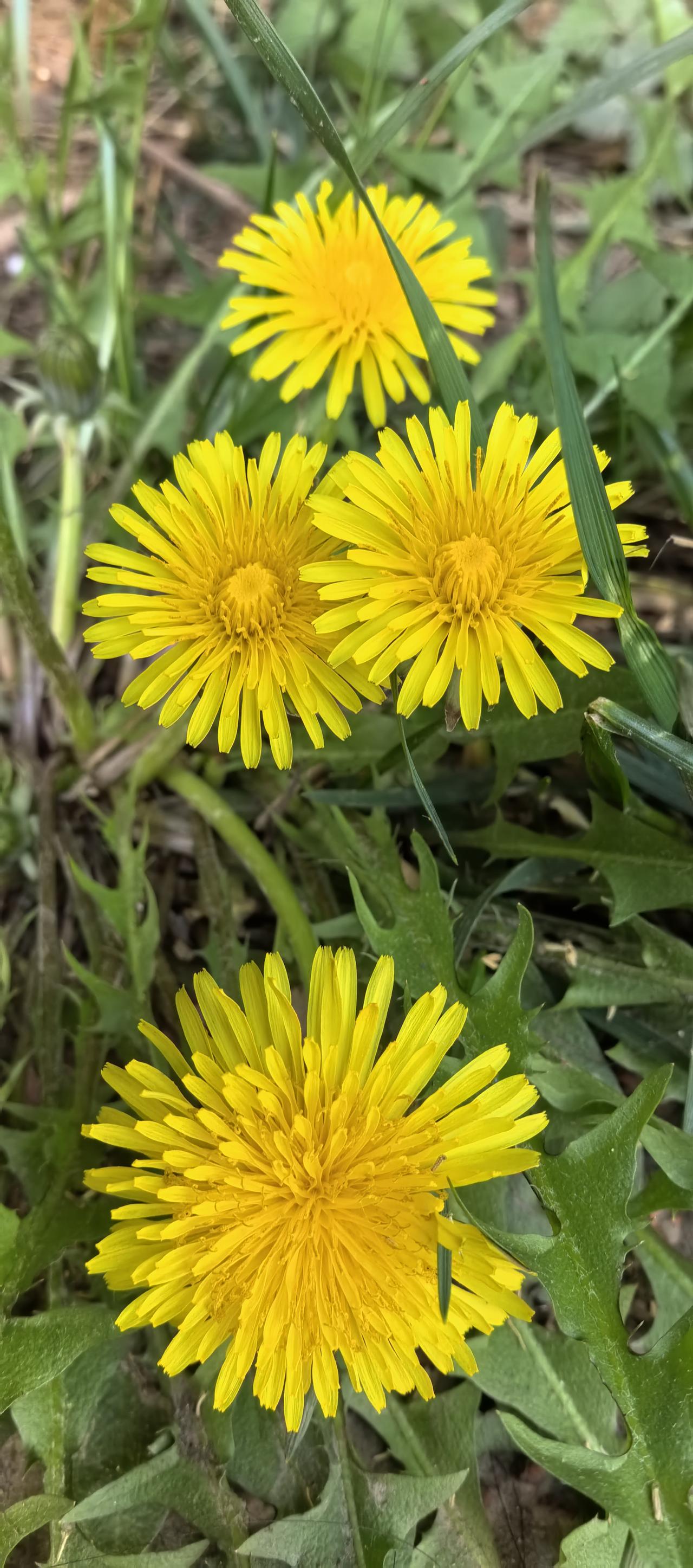 晒图笔记大赛蒲公英，别名黄花地丁、婆婆丁，是菊科蒲公英属的多年生草本植物。叶片为