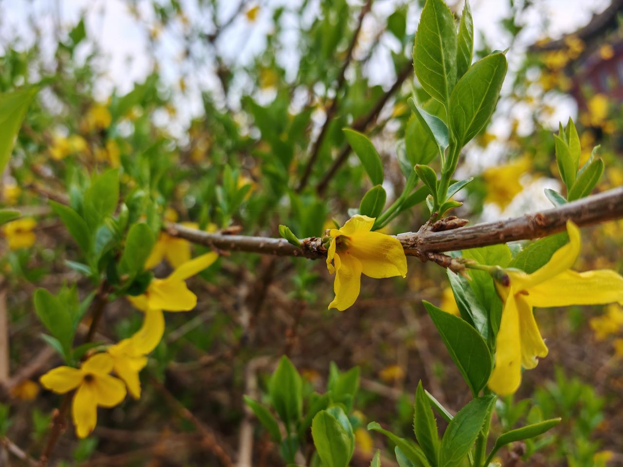 黄绿交织间，沂蒙大地春意盎然！在这片土地上，紫叶李、桃花竞相绽放、争奇斗艳，城市