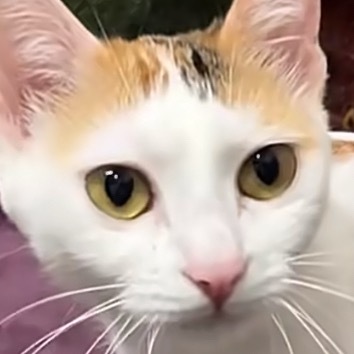 拒绝了猫咪摸摸的请求 咪：震惊！！！！！ 