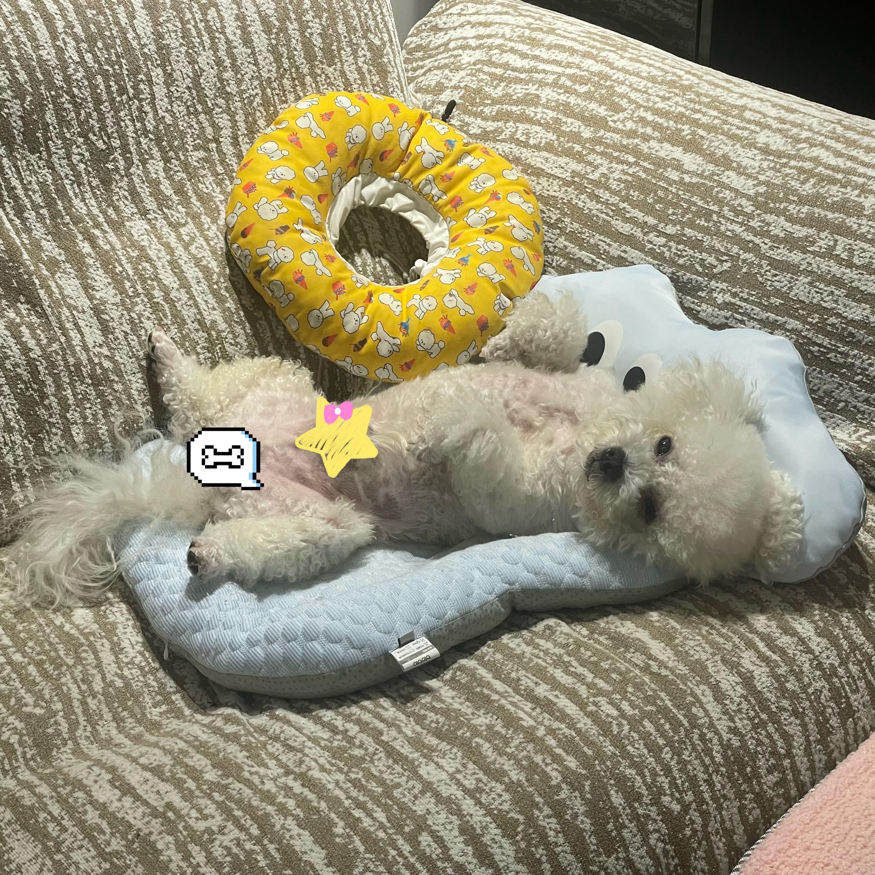 小狗说：晚安 梦里见😴 