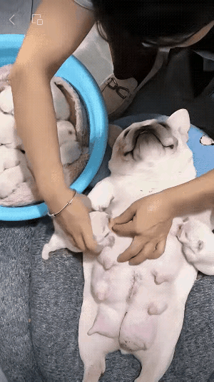 看到这个狗妈妈哺乳孩子，非常温馨，非常感动，从中可以看出，母爱是天然的，前段时间