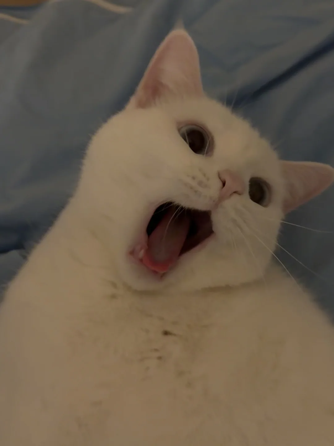 小猫张嘴的这个形状好可爱好可爱好可爱
