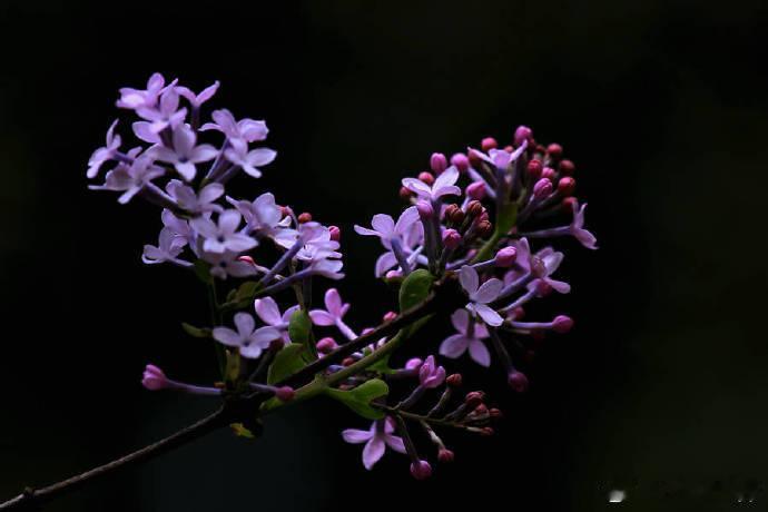 早安 梅蕊重重何俗甚，丁香千结苦粗生。——李清照芭蕉不展丁香结，同向春风各自愁。