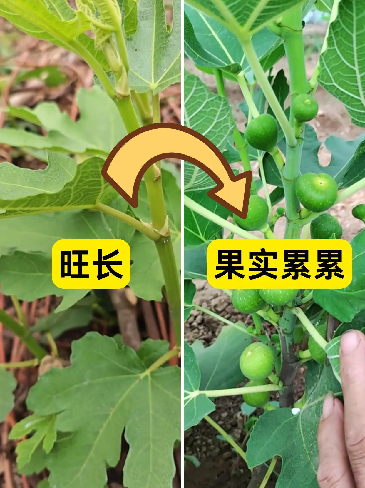 无花果光长叶子不结果？2个零成本物理妙招。我养无花果很长时间，最头疼的就是果树疯