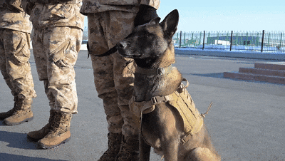 冰天雪地巡逻记：边防军犬“东风”亮相考验