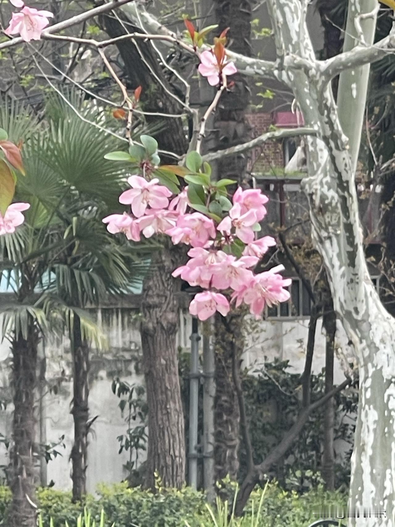 分享一张你拍的樱花照片