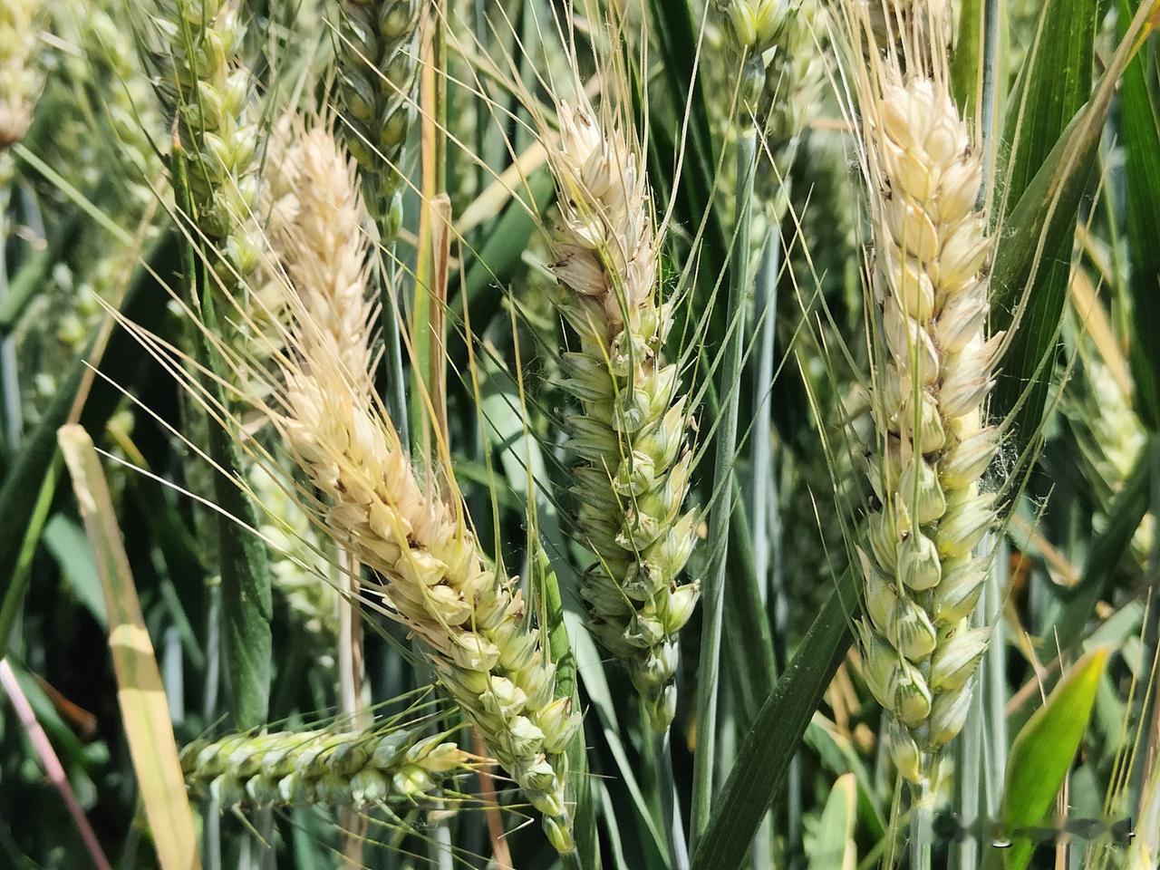 春日生活打卡季大家一定要注意防治赤霉病，今年春季天气特殊，清明过后，阴雨天气特别