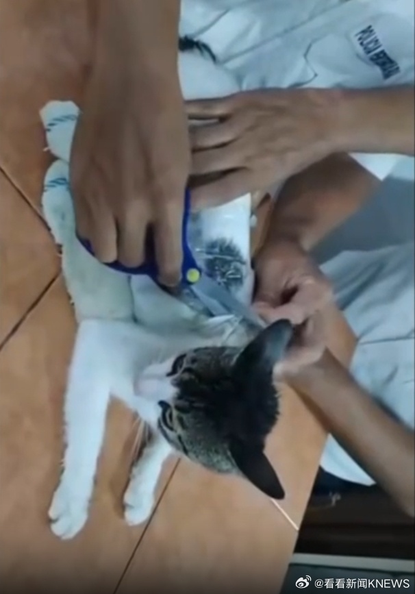 #一只猫向监狱走私毒品被抓#【#一只猫向哥斯达黎加监狱走私毒品被抓#】哥斯达黎加