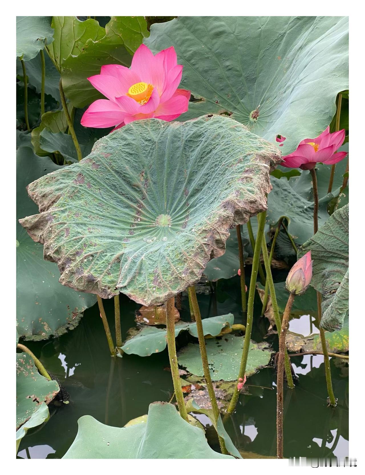 留得枯荷听雨声

春兰、夏荷、秋菊、冬梅。时光如飞絮般流转，四季不断更迭。

荷