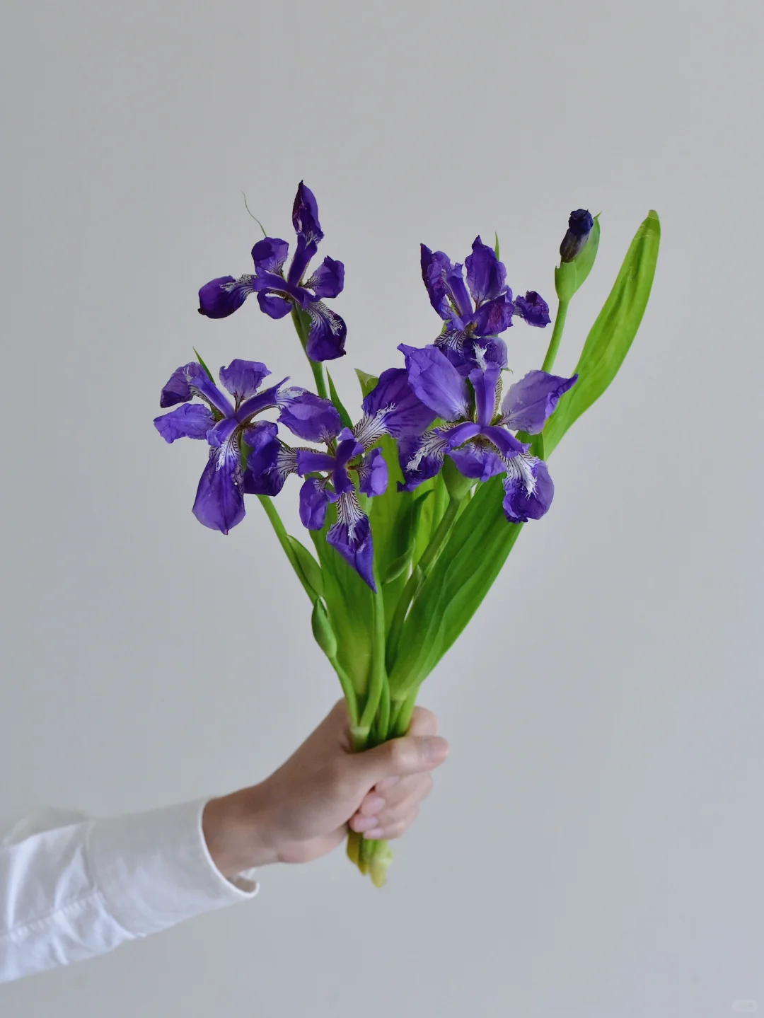 三木谷草花庄园·蓝花鸢尾