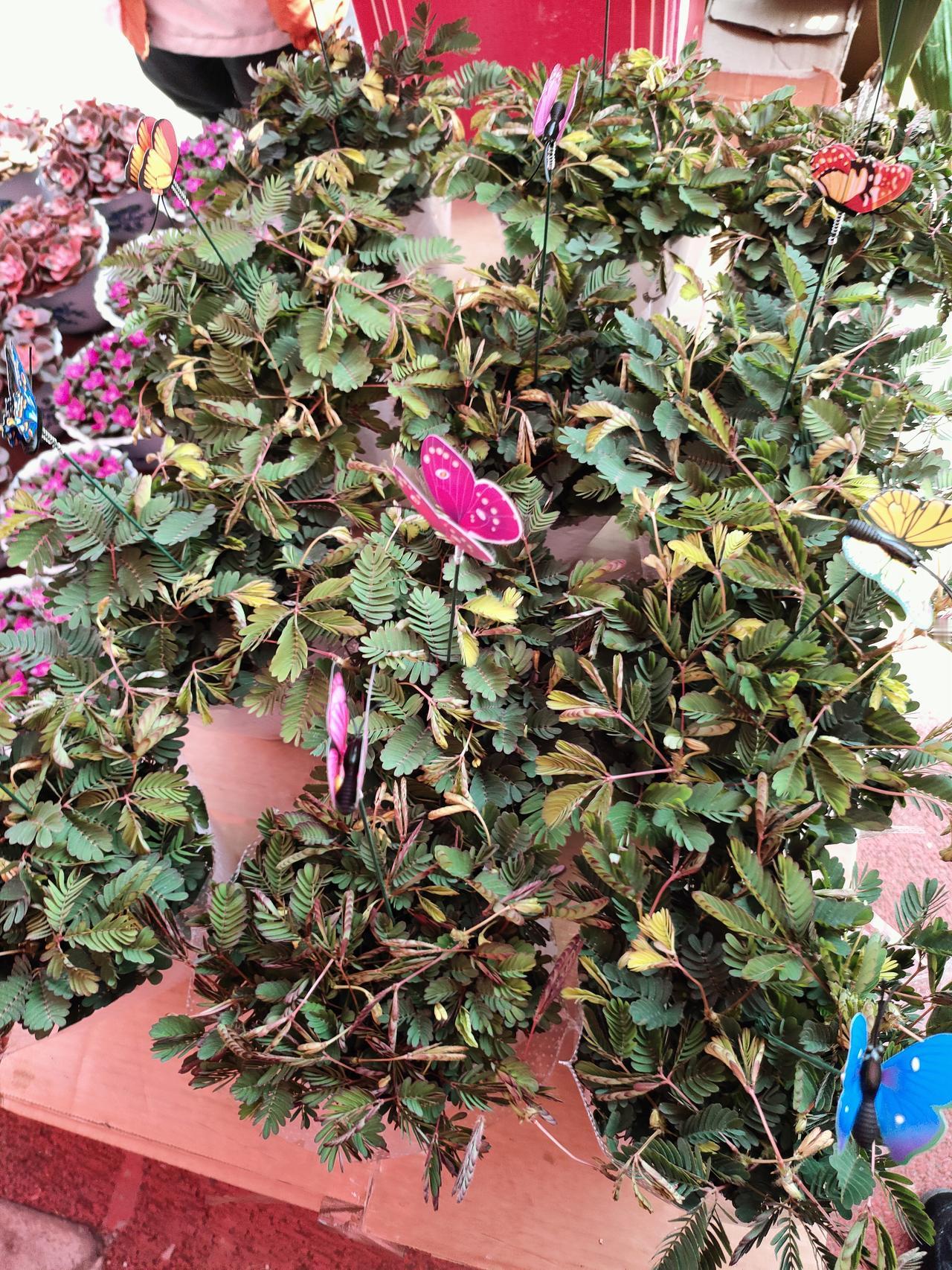 2026年最通透的养老观：不跟子女住，不请保姆，不进养老院
 
2026年了，咱