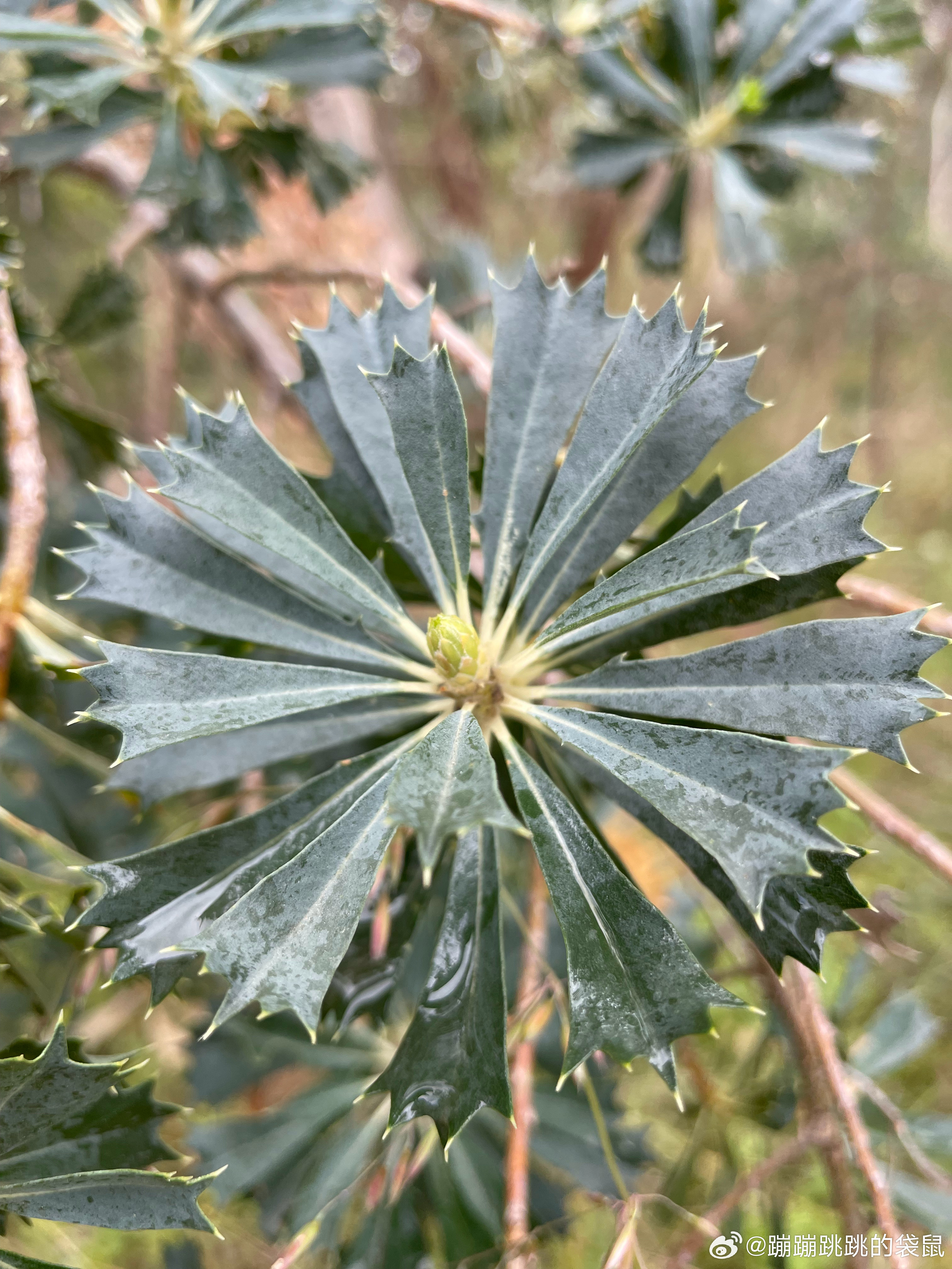 生活手记路边的荆棘丛，仔细欣赏也是一朵朵绽放的花 ​​​