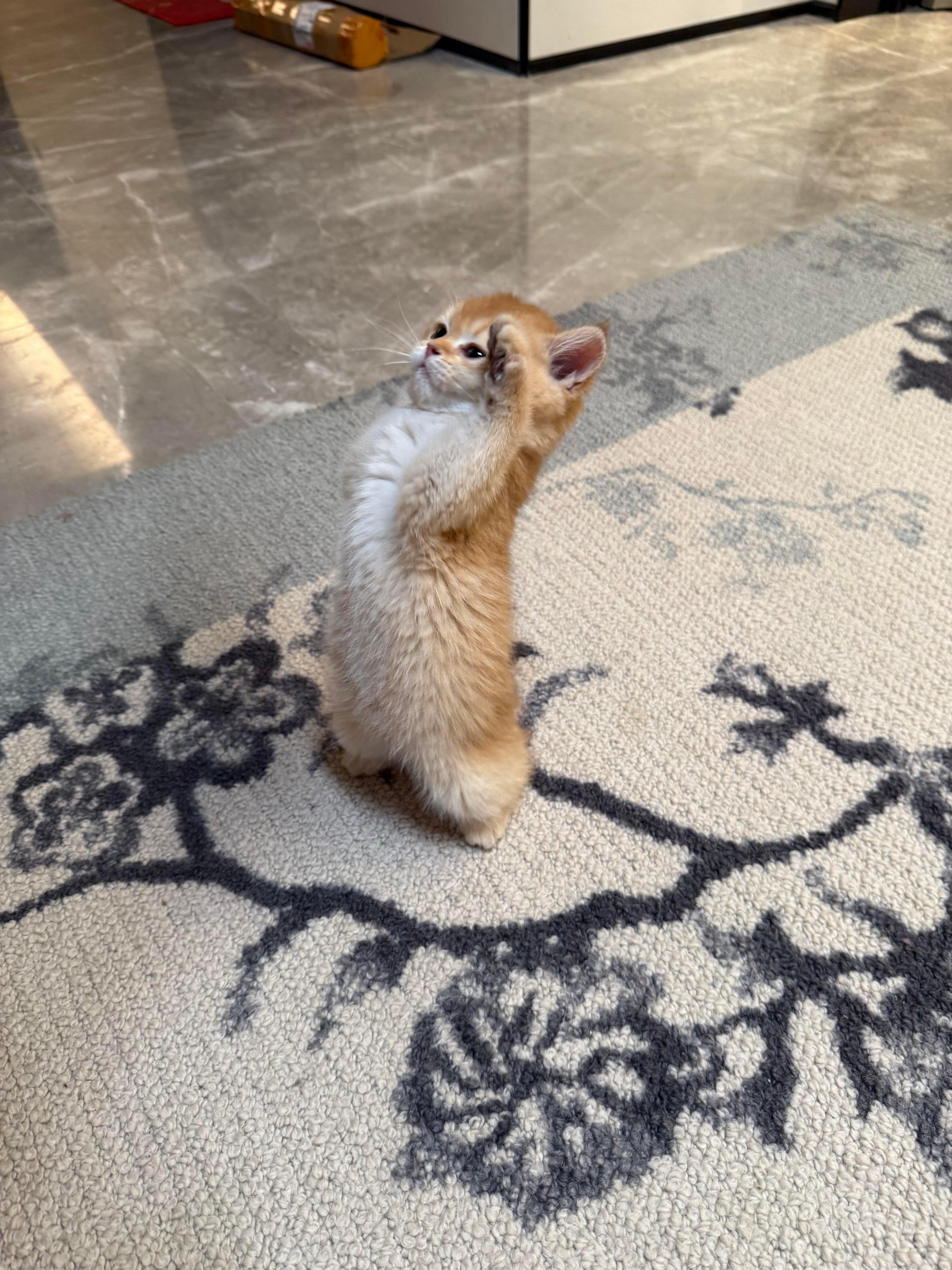 谁懂啊crush不相信我家小猫会敬礼 