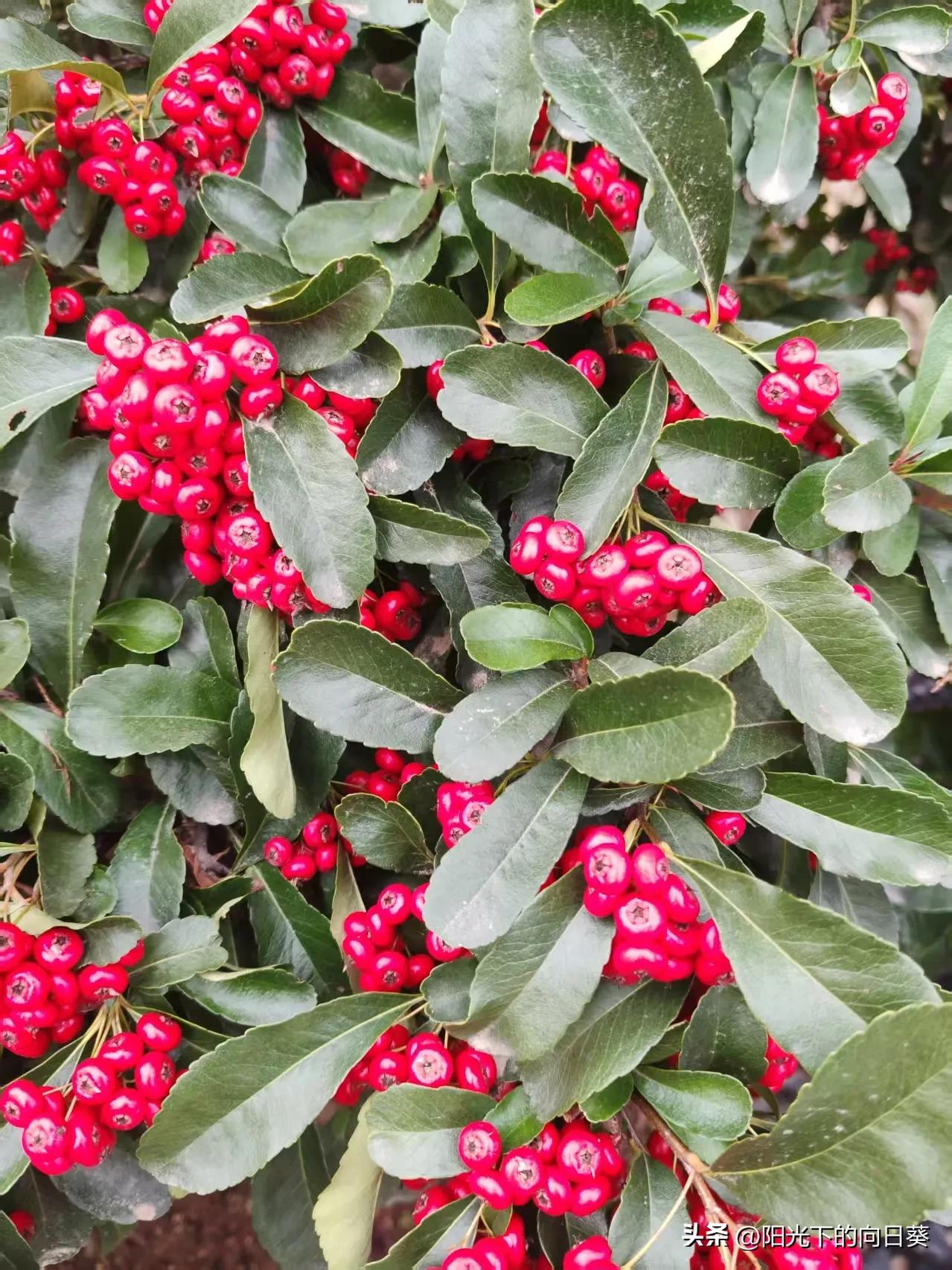 深秋的风，轻轻掠过那片茂密的灌木丛。一簇簇鲜红的果实，像小灯笼般挂满枝头，与翠绿