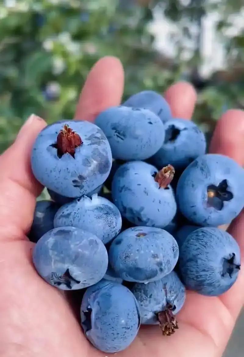 一觉醒来
云南种蓝莓的农户天塌了
蓝莓跌到三四十一斤了，终于不是价格刺客了[捂脸