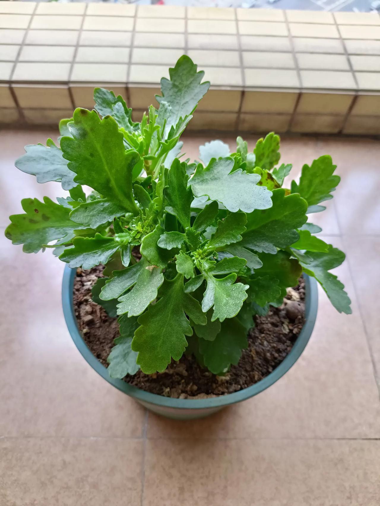 养花有点像看连续剧，每天都有新剧情，很有意思。

年后，我的柱顶红一下子挺出4个