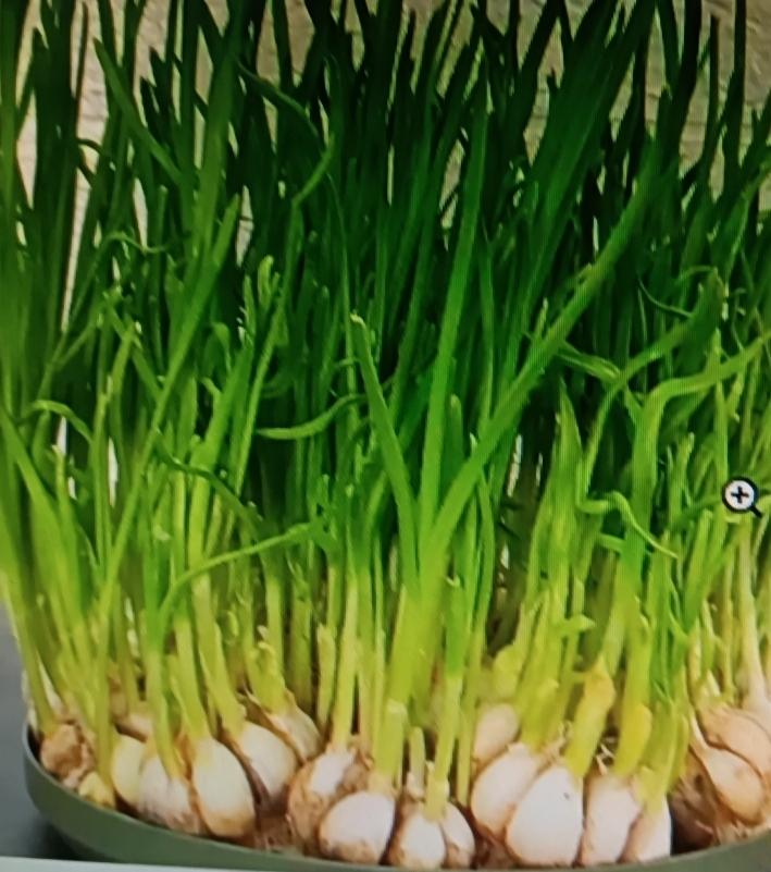 听说蒜苗是血糖杀手，高血糖患者还得慎吃四种蔬菜，这可太有讲究了。就拿蒜苗来说，它