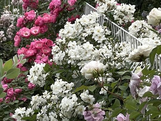 春花差不多结束