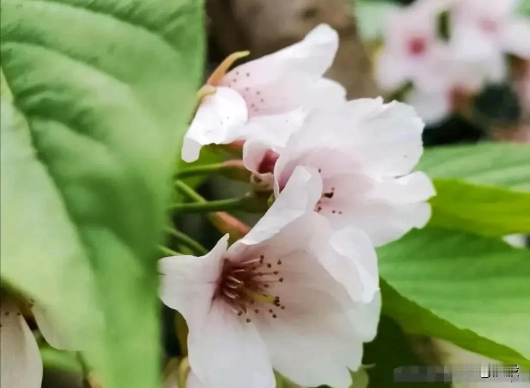 
四月里有清明，
有重重叠叠的思念。
四月里有花海，
有浓浓烈烈的灿烂。
四月里