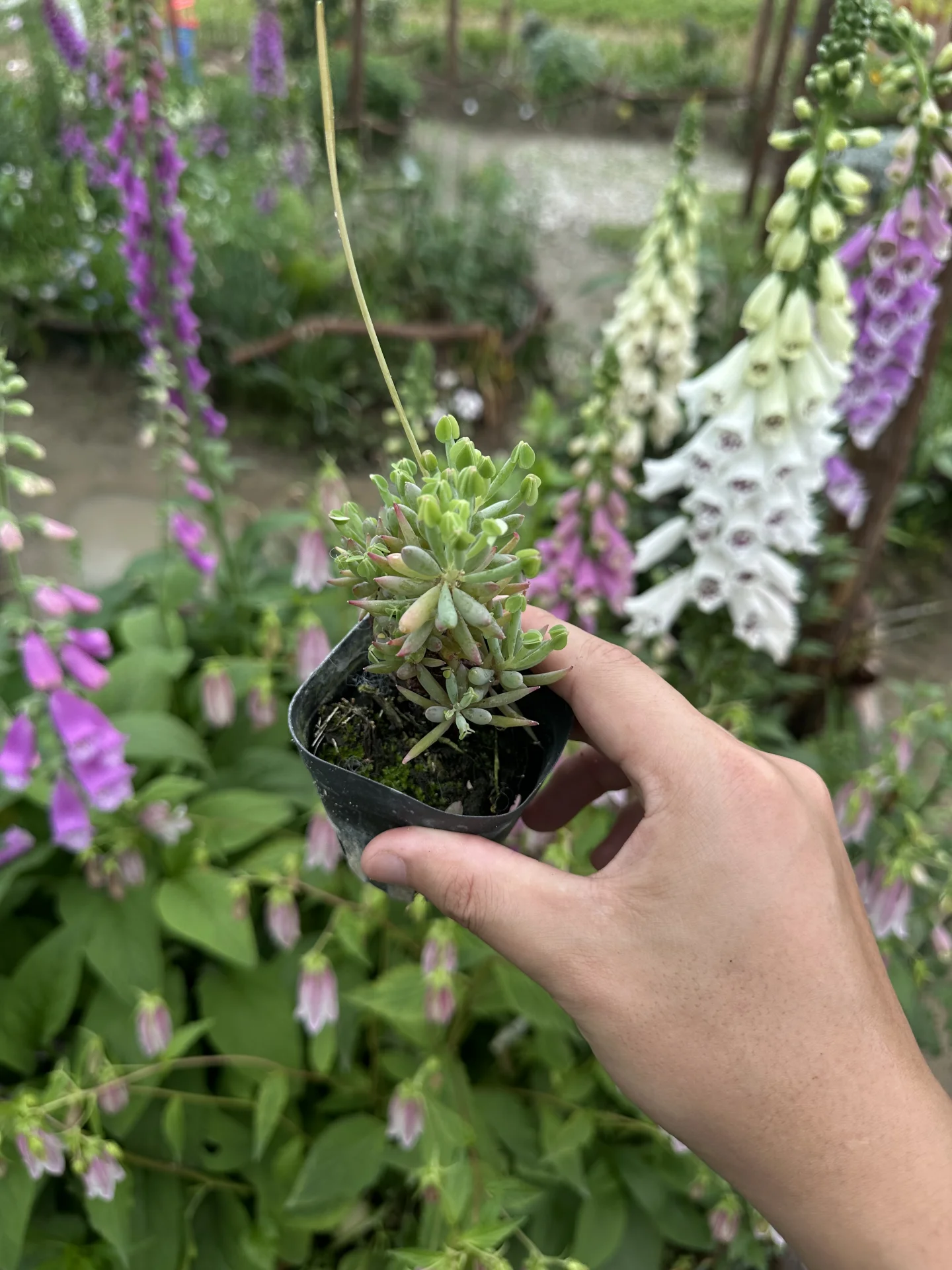棒叶酢浆草