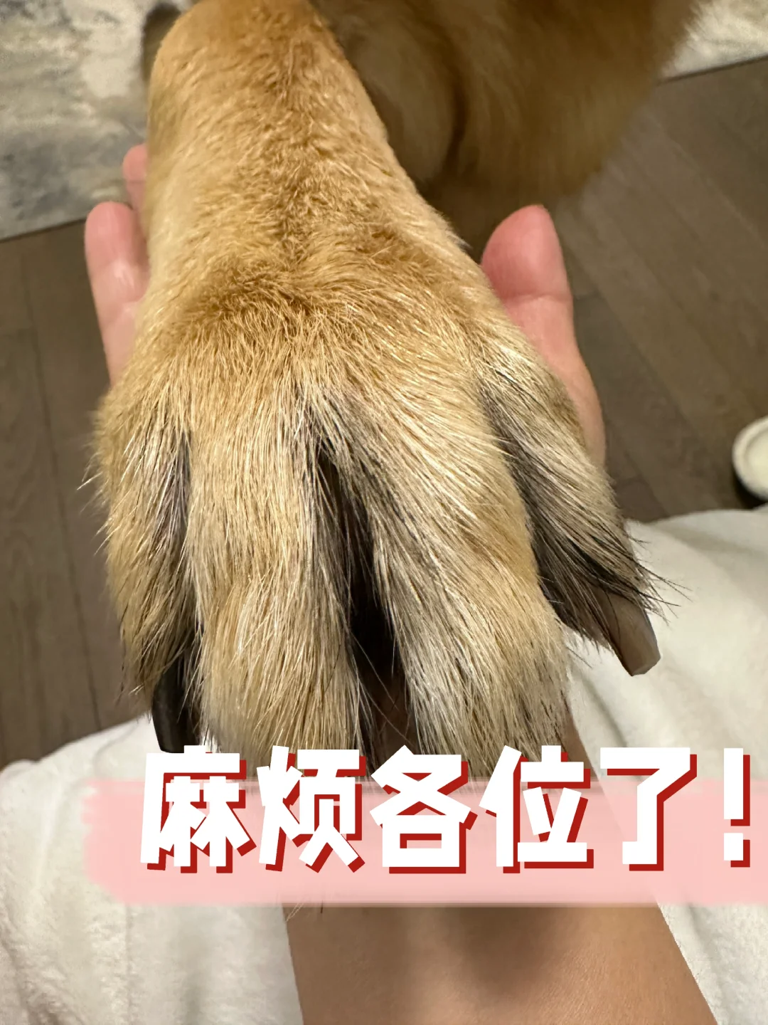 球球推荐GTA及周边好的巴黎画染