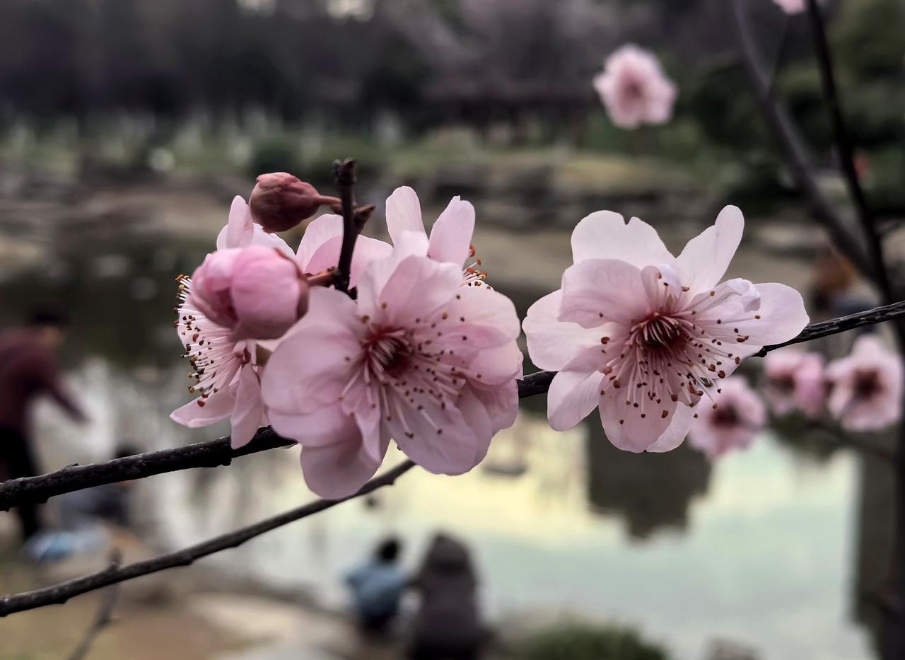 东风撩得粉脸带羞