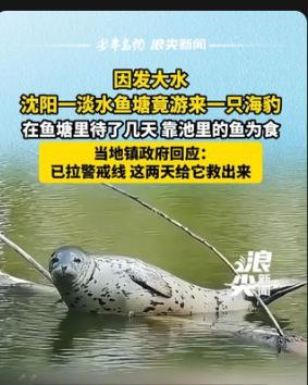 “沈阳也是好起来了，都有海豹了！” 大水过后，一村民在自家鱼塘里发现了一个长胡须