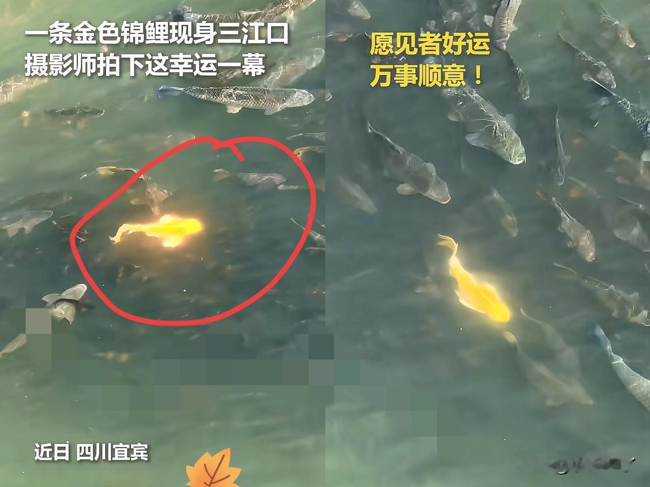 上人民日报了！四川宜宾，男子正在拍摄三江口，突然水里出现一抹金光，他一开始以为是