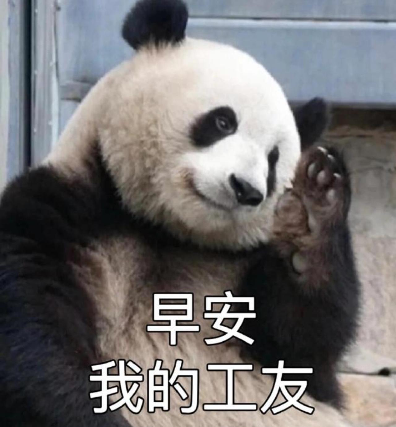 咱们圆滚滚的旅外大熊猫，可是顶着“最萌外交官”的头衔闯荡世界，要把这群国宝级“吃