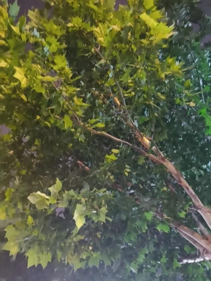 抬头看着一片树叶，风来了，风在动，树叶在动，心也在动，唯独看树叶的那个看始终不动