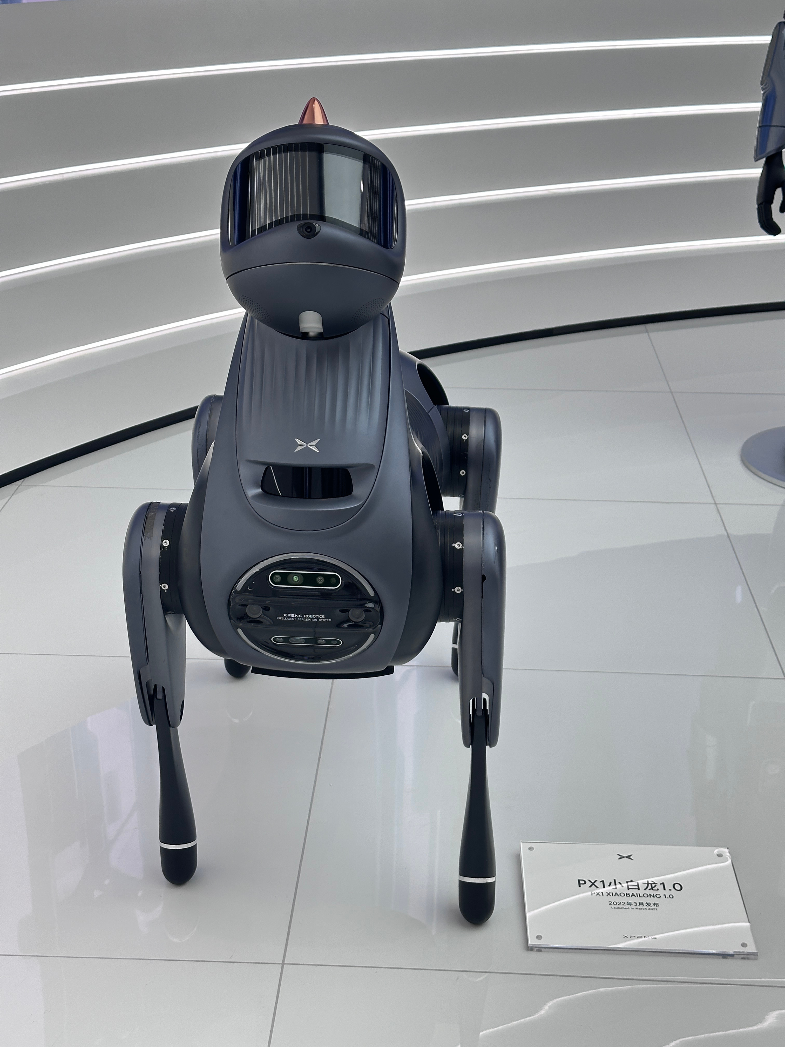 肉丸日记📔 我头上有犄角[doge]为什么它长得像是狗却叫小白龙[思考]何小鹏