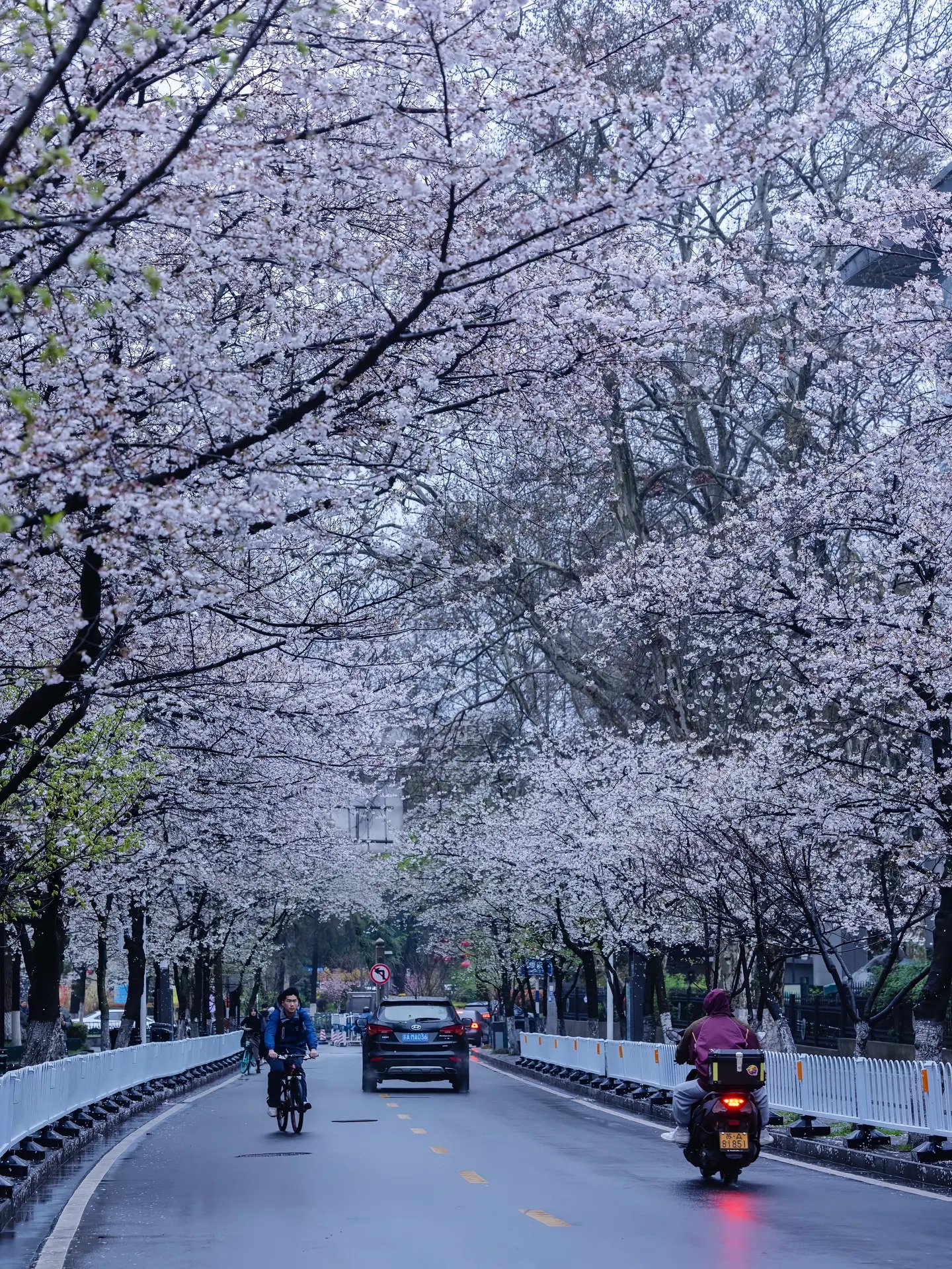 南京 三月 樱花 