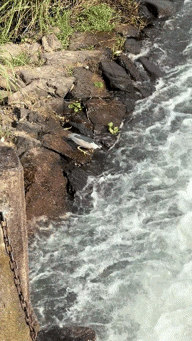 这像极了在A股市场博弈的我们：水流是无序波动的行情，鱼虾是转瞬即逝的机会，而猎手
