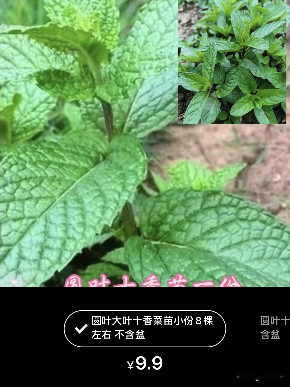 这东西有那么贵吗？

本来是根生的,在农村到处都是，网上卖得这么贵，不知道它贵在