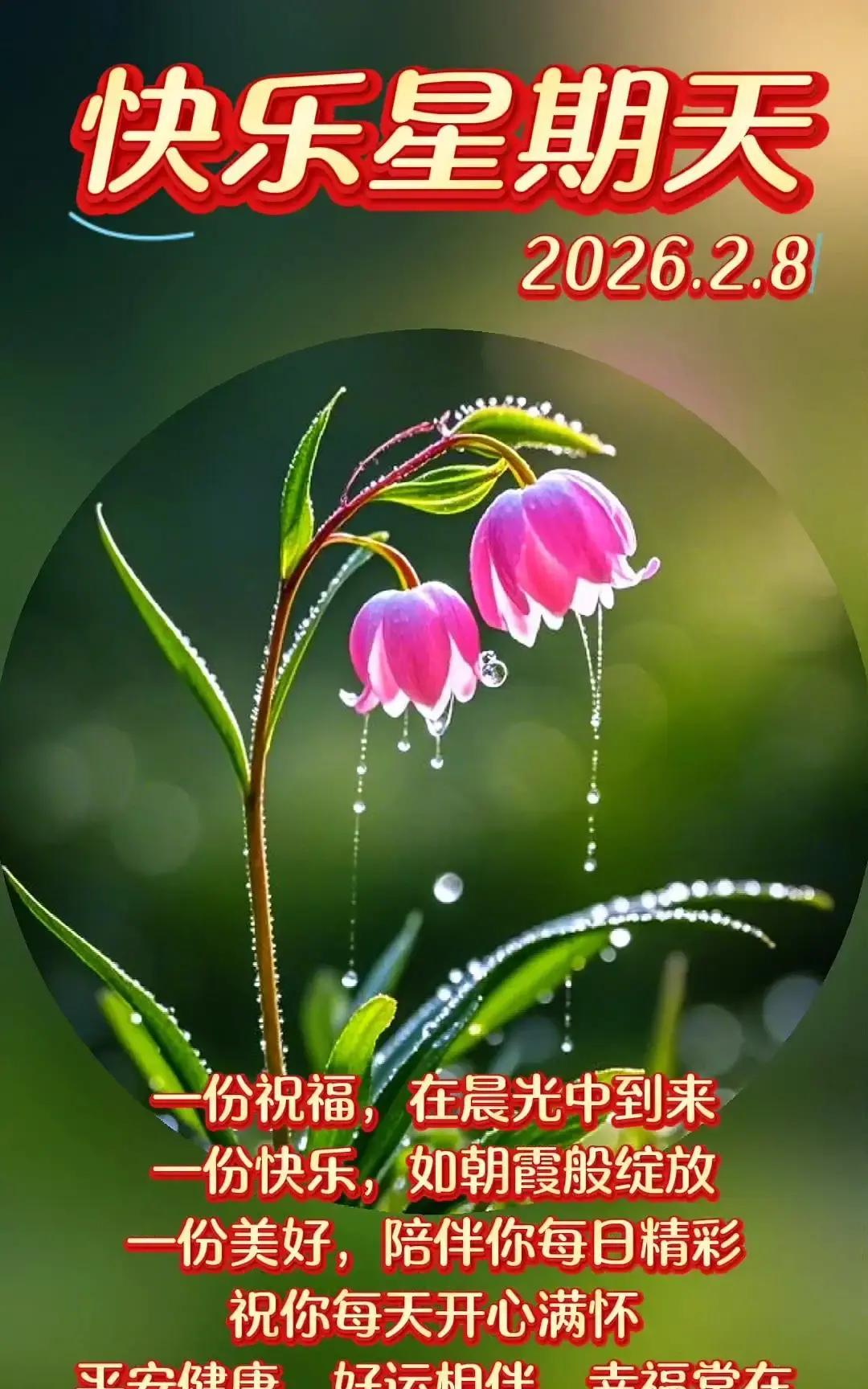2026年2月8日星期天，我提前把这条平安祝福写进定时发布。

想跟所有老人、老