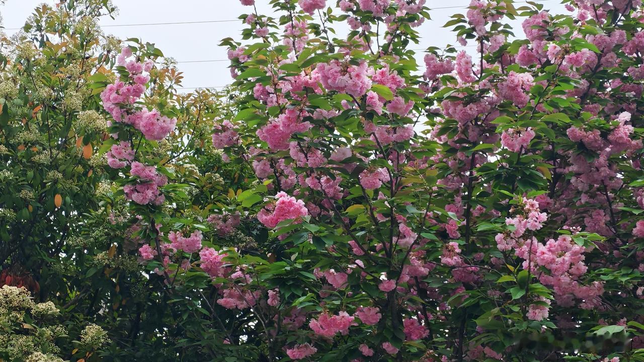 你对下联。
上联：桃花照水成双美
下联：碧海映天是一绝
          （下